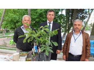 İvrindi Cevizin Merkezi Olacak