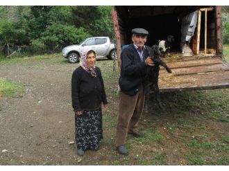 Uğurludağ Kaymakamlığından Karaer Ailesine Keçi Yardımı