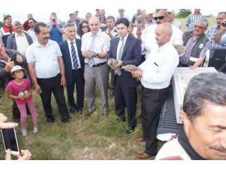 Kırıkkale’de 750 Adet Keklik Doğaya Bırakıldı