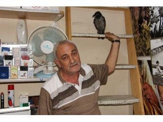 “Besle Kargayı Oysun Gözünü” Sözünü Çürüten Karga