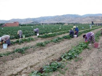 (Özel Haber) Tarlada Hem Oruç Tuttular Hem Ekmek Parasını Kazandılar