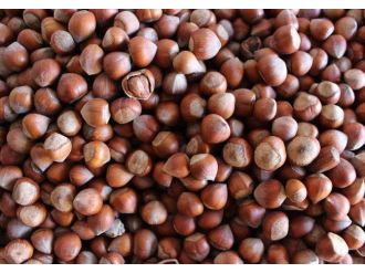 Fındık İnişe Geçti