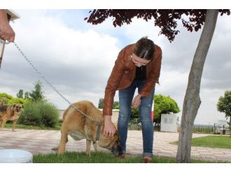 (Özel Haber) Yabancı Gelinin Köpek Sevgisi