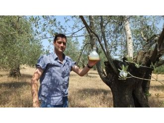 Zeytin Sineği Sayımı Başladı