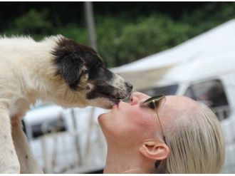 Bayan Noter Ömrünü Sokak Köpeklerine Adadı