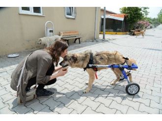 Beylikdüzü’nde Felçli Hayvanlar Yürüteçlerine Kavuştu