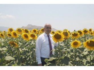 Adana’da Ayçiçeği Ekim Alanları Artıyor