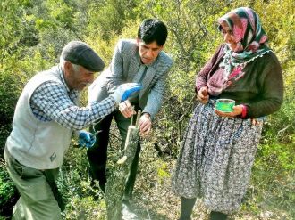 Bucak’ta 40 Dekar Alanda 16 Bin Yabani Zeytin Ağacı Aşılandı