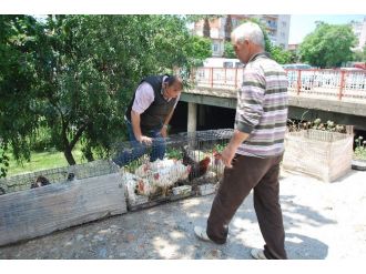 Hekimler’den Yazlıkçılara ‘Tavuk’ Tavsiyesi