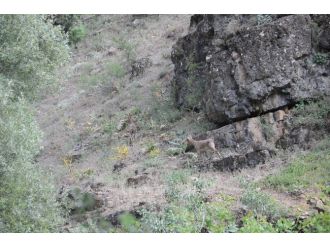 Yaban Dağ Keçileri Bu Defa Şehrin Yakınlarında Görüntülendi
