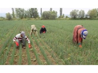 Mevsimlik Tarım İşçilerine Tarım, Beslenme Ve Bebek Bakımı Eğitimi