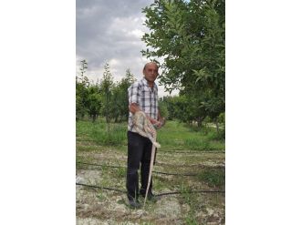 Meyve Bahçesindeki 2 Metrelik Yılan Korkuttu
