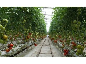 Kayseri Şeker Domatesleri Sofralarda