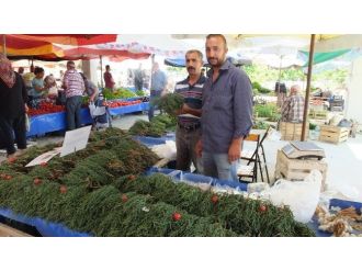 Deniz Börülcesi Geçim Kaynağı Oldu