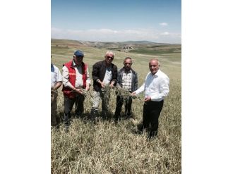 İç Anadolu’nun Tarım Ambarları Haymana Ve Polatlı’da Düşüş Var