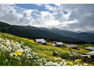 Gümüşhane’nin Bitki Sayısı Ve Çeşidinde Artış