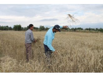 Tarlada Çalışan İşçilerin Oruç Ve Sıcakla İmtihanı