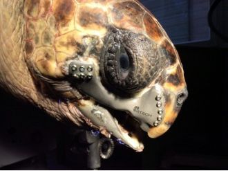 Caretta Carettaya 3d Çene Protezi Ödül Getirdi
