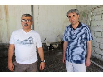 Ot Yangınında Yaralanan Leylek Yavruları Tedavi Edildi