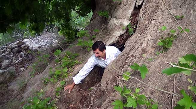 Çınar Ağacının Kovuğunda Teravih Namazı