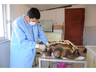 Yaralı Caretta Caretta, Belediye Ekiplerini Harekete Geçirdi