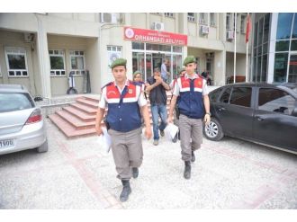 Marmara’da 220 Adet Hayvan Çalan Şahıs İstanbul’da Yakalandı