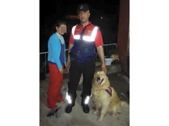 Kaybolan Küçük Kızı, İz Arama Köpeği Aza Buldu