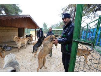 Büyükşehir, Nizip’teki Köpek Barınağını İyileştirecek