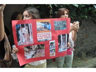 Haytap, Çin’deki Köpek Eti Festivalini Protesto Etti