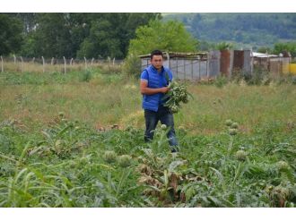 (Özel Haber) Enginar Yağmura Boyun Eğdi, Fiyatlar Uçtu