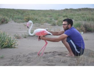 Yaralı Flamingoyu Balıkçılar Kurtardı