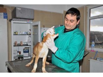 Mamak’ta Sokak Hayvanları Rehabilite Ediliyor