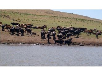 Sıcaklardan Bunalan Hayvanlar Gölette Serinletiliyor