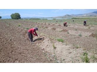 Karataş Gölü Çevresinde 205 Bin Fidan Toprakla Buluştu