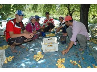 Kayısı İşçisinin Günlük Yevmiye Tartışması