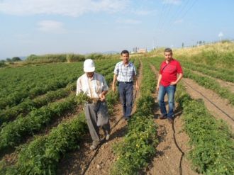 Domateslerde Mildiyö Hastalığı Görüldü