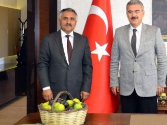 Aydın’da Sezonun İlk İnciri Olgunlaştı