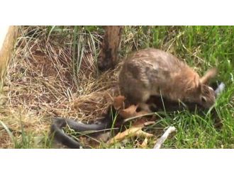 Anne Tavşanın Yavrularına Saldıran Yılanla Savaşı