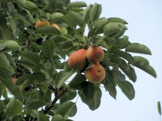 Erkenci Armut Ağacı Görenleri Şaşırttı
