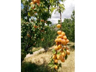 Kayısı Sezon Sonunda Da Fiyatını Korudu