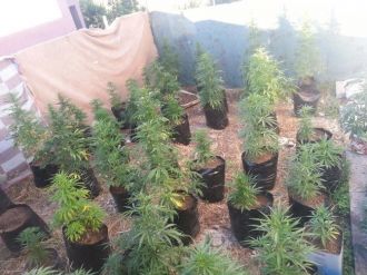 Antalya’da Saksılarda Ekili 140 Kök Hint Keneviri Ele Geçirildi