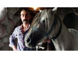 (Özel Haber) Rahvan Atlarının Nesli Tükenme Tehlikesiyle Karşı Karşıya