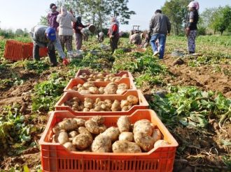 (Özel Haber) Patates Fiyatları Yeniden Yükselişe Geçti