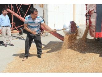 Buğdayda Verim Düşük, Kalite Yüksek