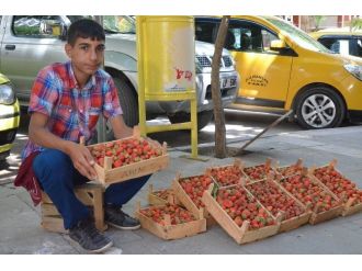 Gezin Çileği Tezgahtaki Yerini Aldı