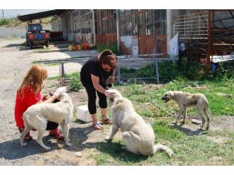 İstanbullu Hayvanseverler Malkara’da