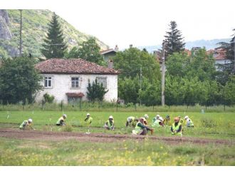 Ormanlara Yabani Meyve, Bal Ormanlarına İse Kekik, Biberiye Ve Lavanta Fidanı