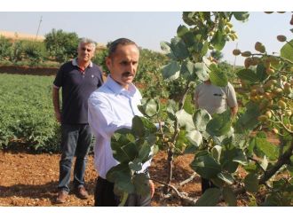 (Özel Haber) Fıstıkta Son 10 Yılın En Yüksek Rekoltesi Bekleniyor