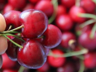 (Özel Haber) Çilek Ve Kiraz’da Verim Yüzde 30 Arttı