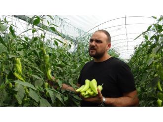 Mersinli Biber Üreticilerine Hayat Veren Proje